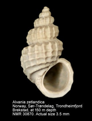 Alvania zetlandica (5).jpg - Alvania zetlandica(Montagu,1815)